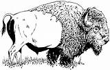Free Buffalo And Bison Coloring Pages sketch template