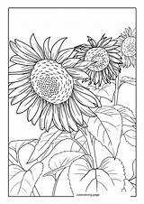 Sunflower Coloring Pages52  Free Printable coloring Pages Cute sketch template