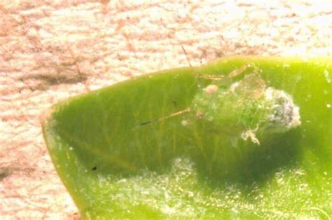 Boxwood Psyllids: Recognizing and Controlling an Infestation in Central New Jersey and Eastern ...