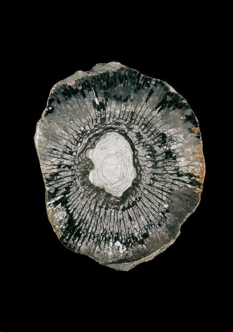 Coral Fossil Photograph by Natural History Museum, London/science Photo ...