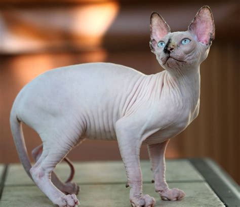 Sphynx - Information, Health, Pictures & Training Pet Paw