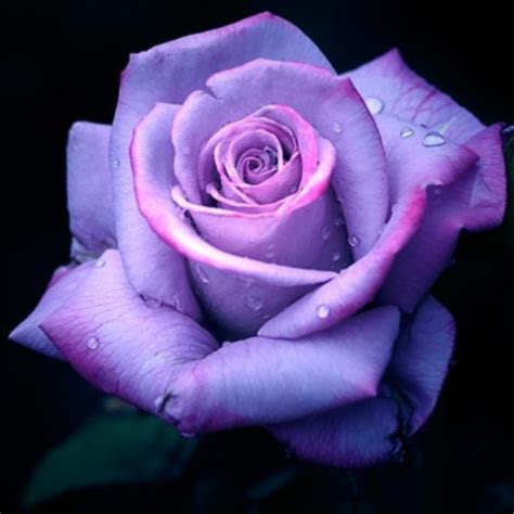 🔥 Download Purple Rose Flowers by @jberry79 | Purple Rose Wallpaper Desktop, Purple Rose ...