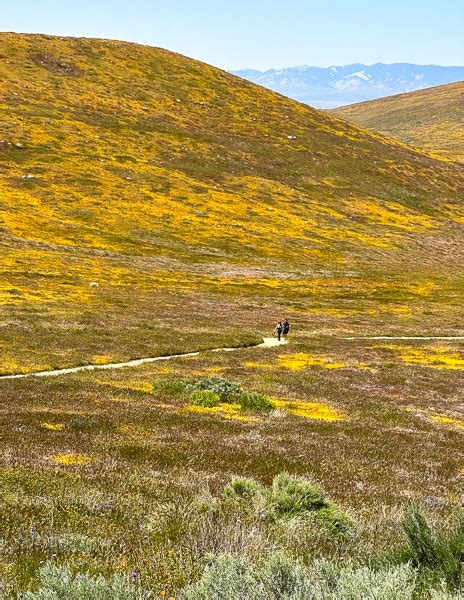 Explore the Beauty of the Antelope Valley Poppy Reserve | Tasty Itinerary