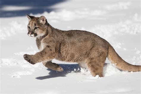 Mountain lion grabs man’s head as he soaks in hot tub with wife | Page ...