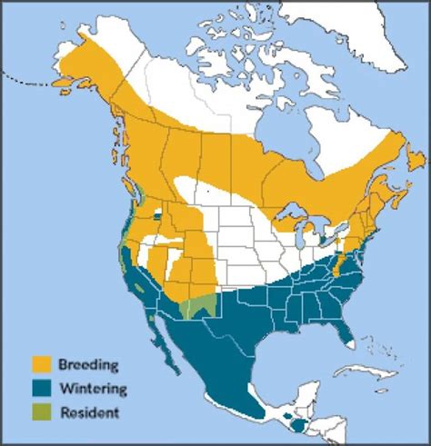 Hermit Thrush | American Bird Conservancy