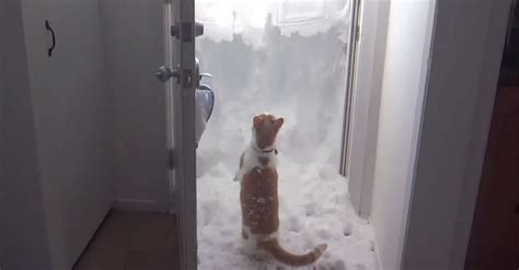 This Cat REALLY Wants To Go Outside But There's SO Much Snow. What He Does? Ha! | LittleThings.com