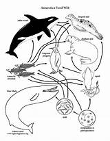 Food Chain Web Coloring Pages Worksheet Printable Biology Chains  sketch template