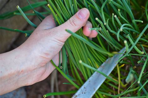 How to Harvest Chives Without Killing the Plant - Outdoor Happens