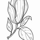 Magnolia Coloring Pages Printable For Free Download sketch template