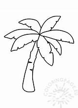 Palm tree colouring Sheet  Coloring Page sketch template