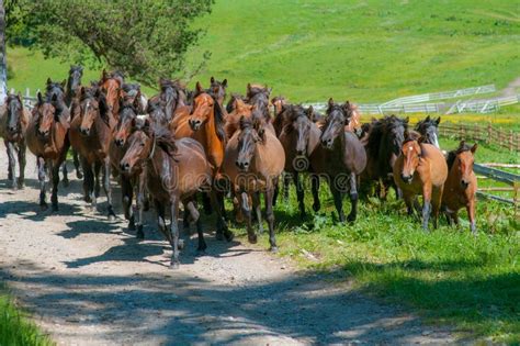 Large Herd Of Horses Running On A Meadow Stock Image - Image of flower ...