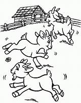 Coloring Pages  Three Billy Goat sketch template