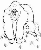 Realistic gorilla coloring Page To Print sketch template