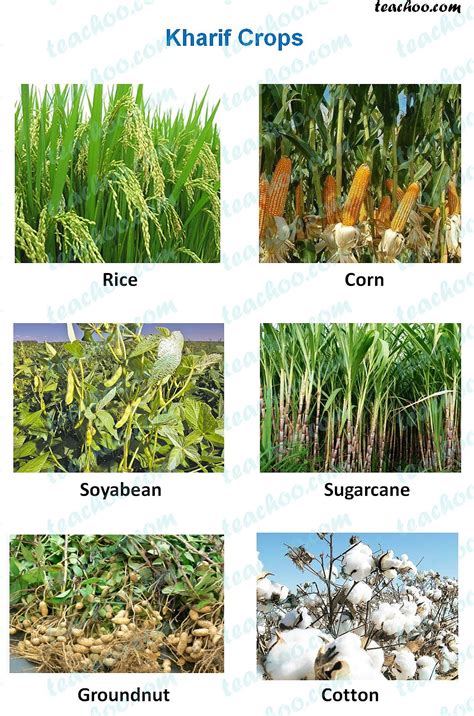 Rabi, Kharif and Zaid Crops - Explanation, Examples and Differences