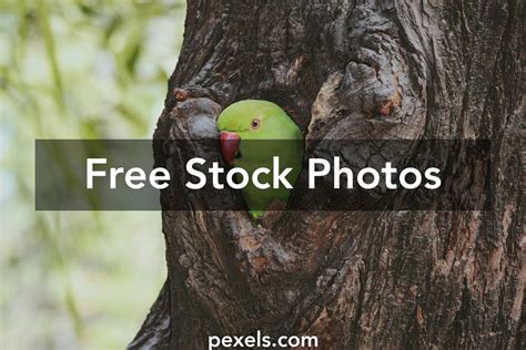 Parrot Nest Photos, Download The BEST Free Parrot Nest Stock Photos & HD Images