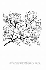 Free Printable Magnolia Coloring Pages For Kids sketch template