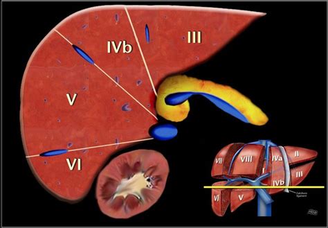 29 best LIVER ANATOMY images on Pinterest | Liver anatomy, Ultrasound and Med school