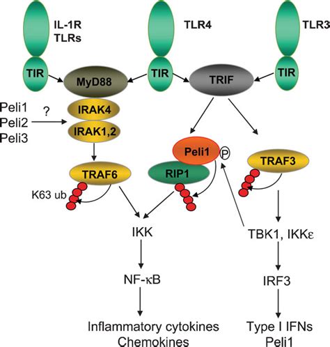 Peli1 mediates IKK activation by the TRIF-dependent TLR pathway. Based...