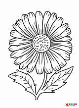 Daisy Coloring Pages Printable For Free Download sketch template