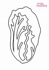 Cabbage Coloring Pages sketch template