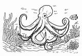 Octopus coloring Book Coloring page Simple Line Illustration Of  sketch template