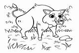 Boar Coloring Results Pages Sketch Page sketch template
