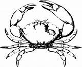 Free Printable Crab Coloring Pages For Kids sketch template