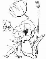 Poppy Coloring Pages sketch template