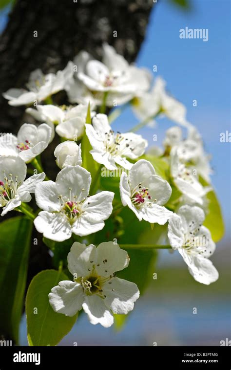 Crabapple Tree Blossoms Stock Photo - Alamy