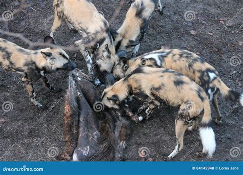 African Hunting Dog Pack Eating Horse Carcas Stock Photo - Image of pack, sand: 84142940