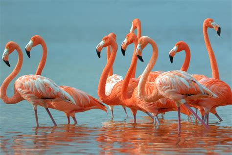 Terbaru 30+ Flamingo Wallpaper Desktop - Joen Wallpaper