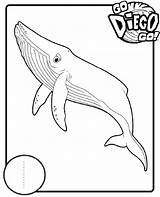 Diego And Baby Jaguar Coloring Pages sketch template