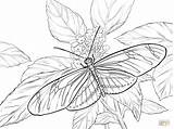 25  Amazing Photo Of Butterflies Coloring Pages davemelillocom sketch template