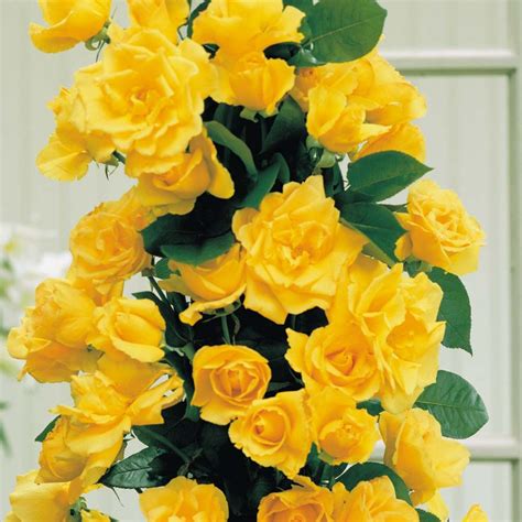 Vibrant Golden Showers Rose - Beautiful Cottage Garden Plant