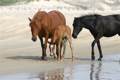 wild horses on beach | NCVacations