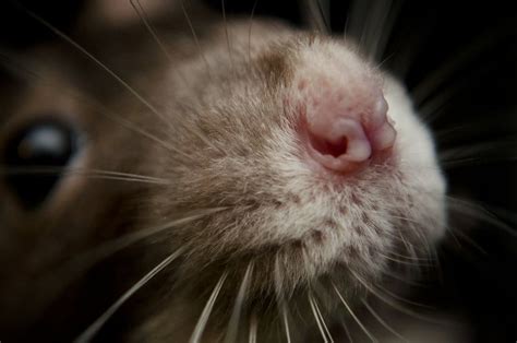 Rat Nose by Cinestress on DeviantArt | Pet rats, Cute rats, Rats