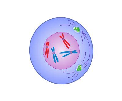 Prophase | Definition, Mitosis, Summary, & Facts | Britannica