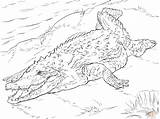 Realistic American Crocodile coloring Page  Free Printable Coloring Pages sketch template