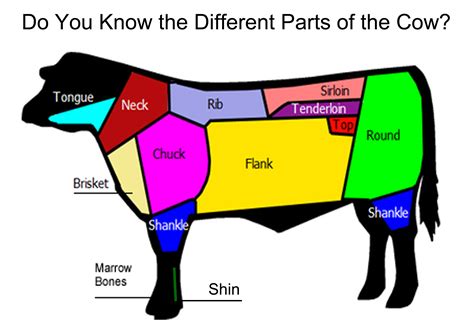 Which Organ Sits In The V Part Of The Ribs / Rib Cage - Rib Cage Bones Only Science Secondary ...