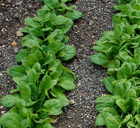 How to Grow Spinach - The Homestead Garden