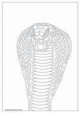 King Cobra Coloring Pages & Book 12 Printable PDFs sketch template