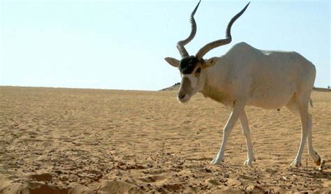 Amazing : Addax With long Twisted Horns Infy World