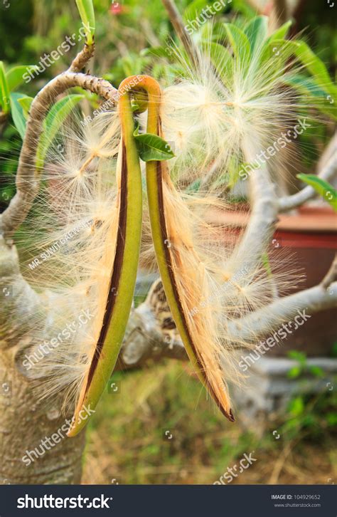 Adenium Obesum Balf Pink Bignonia Seeds Stock Photo 104929652 | Shutterstock