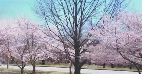 Fairmount Park's Cherry Blossoms Expected To Reach Peak Bloom In Early April - CBS Philadelphia