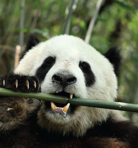 Zoologie: Vegetarier im Pandadarm - Spektrum der Wissenschaft