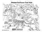 Food Chain Coloring Pages At GetColoringscom  Free Printable sketch template