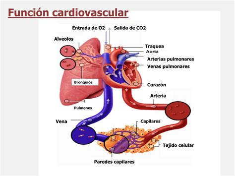 Ppt Aparato Cardiovascular Powerpoint Presentation Free Download | Free ...