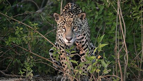 Jaguar facts | National Geographic Kids