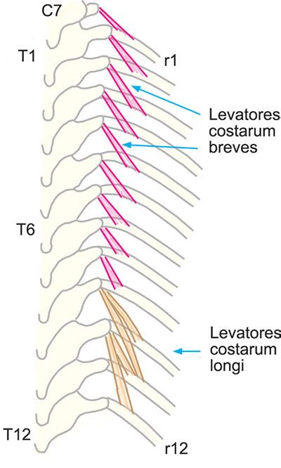 Levatores Costarum Cadaver