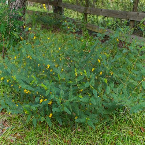 Partridge Pea Seeds (Chamaecrista fasciculata) – Vermont Wildflower Farm